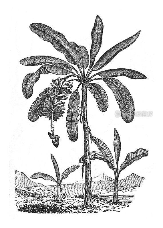 香蕉树(Musa × paradisiaca) -复古雕刻插图